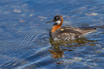 Red necked phalarope swimming in a hot spring in Iceland