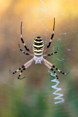 A striking female wasp spider from the Argiopidae family, with yellow and black stripes
