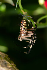 The Golden Orb-Weaver Spider (Argiope) hangs from a plant stem, its yellow and black striped pattern clearly visible on its abdomen. A macro wildlife portrait.
