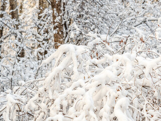 Tree branches in winter covered with snow and frost in snowfall. Frozen tree branches.