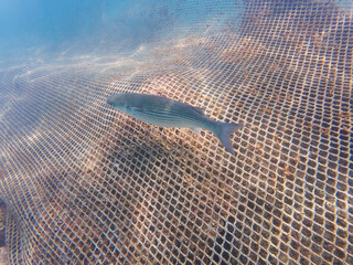 A flathead grey mullet swims inside a large underwater net cage at a commercial aquaculture sea...