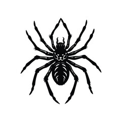 World Biggest Spiders Wildlife Vector Illustration