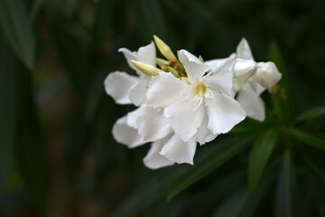 キョウチクトウ