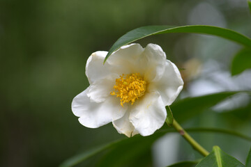 四川大頭茶　タイワンツバキ