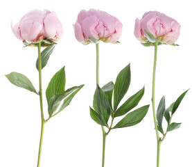 Obraz premium Three pink peony flowers isolated on white, set