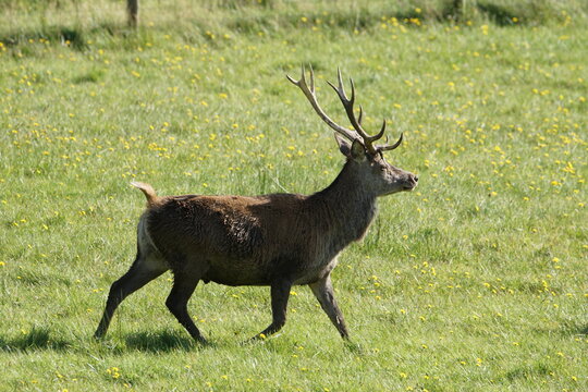 Red Deer (Cervus elaphus) at Corran on Loch Hourn, near Glenelg, Kyle of Lochalsh, Ross-shire, Scotland, UK