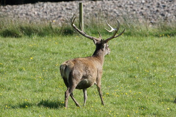 Red Deer (Cervus elaphus) at Corran on Loch Hourn, near Glenelg, Kyle of Lochalsh, Ross-shire, Scotland, UK