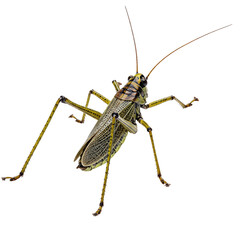 Grasshopper insect with detailed wings and long antennae, isolated on transparent background. Entomology and biodiversity concept. Pests for agricultural industry 