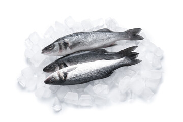 Fresh uncooked seabass fish and ice cubes isolated on white background, closeup