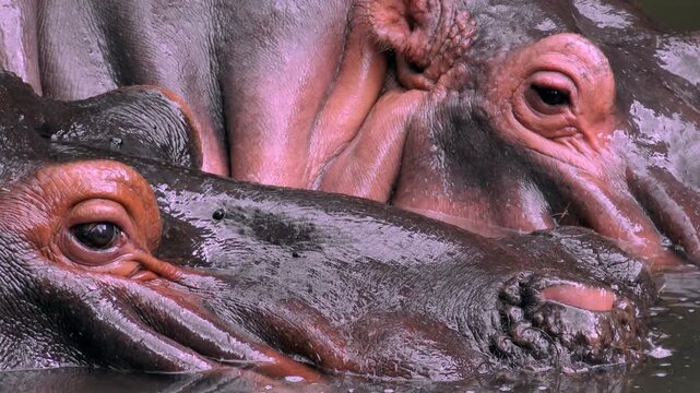 Close up hippopotamus enjoying diving in pond

