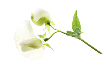 lily of the valley