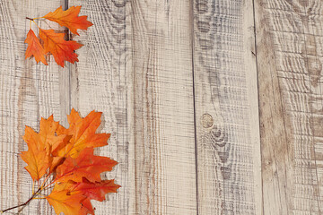 Hello, Autumn A vibrant autumn abstract composition with maple leaves, a beautiful still life, and a Thanksgiving concept, banner and design template, greeting card, and greetings