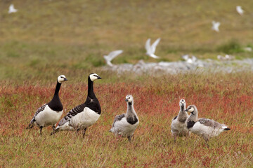 Barnacle geese in Iceland