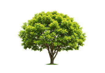 Lush Green Tree with Full Canopy and Thick Trunk
