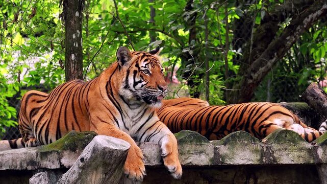 Asian or Bengal tiger lying on ground among tree trunks and thicket of green bushes and looking around. Wild animal resting in jungles. Inhabitant of tropical forest. Front view. Camera stays still.