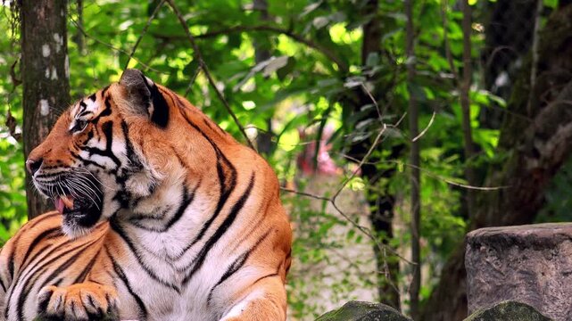 Asian or Bengal tiger lying on ground among tree trunks and thicket of green bushes and looking around. Wild animal resting in jungles. Inhabitant of tropical forest. Front view. Camera stays still.