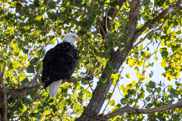 eagle on tree