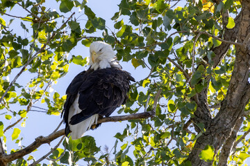 white tailed eagle