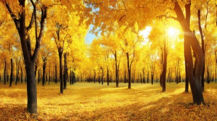 Naklejka premium Golden autumn serenity enchanted forest nature photography sunlit landscape wide angle seasonal beauty