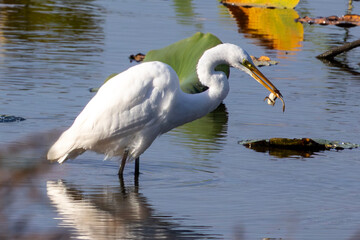 great white heron eating frog