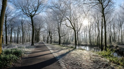Fototapeta premium Frosty morning walk through a misty forest path nature landscape serene environment winter wonderland tranquil viewpoint