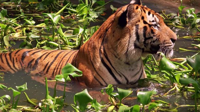 Asian or Bengal tiger lies relaxed in water to keep cool. Wild predator wallows in freshwater pond among floating green plants. Rare animal swimming and bathing. Front view. Camera stays still.