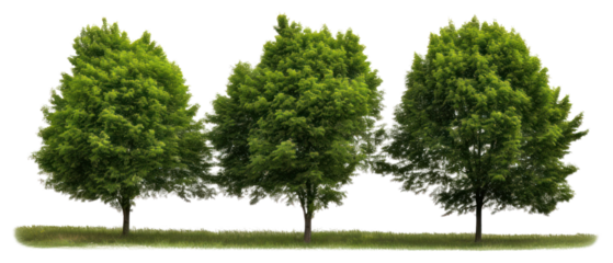 PNG Trees outdoors nature vegetation.