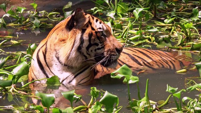 Asian or Bengal tiger lies relaxed in water to keep cool. Wild predator wallows in freshwater pond among floating green plants. Rare animal swimming and bathing. Front view. Camera stays still.