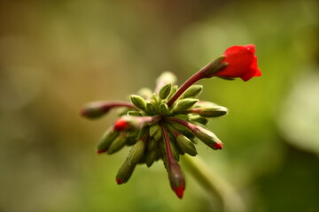 flor roja de geranio