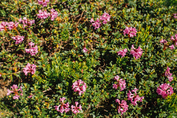 Magical pink rhododendron flowers on a summer mountain