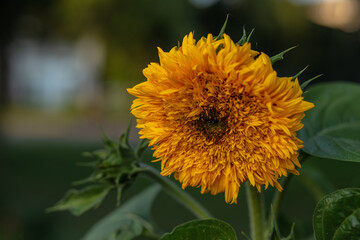 Close-up image of a sunflower