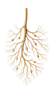 Vagus nerve featuring branching parasympathetic fibers and ganglia.