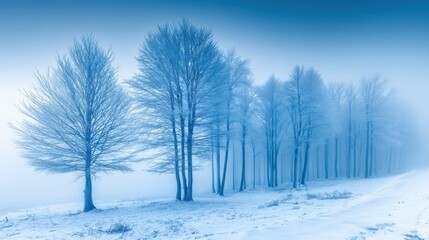 Winter landscape with frosty trees snowy forest nature photography serene environment wide angle view tranquil concept