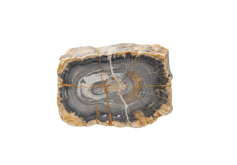 ancient petrified branch fragment, stony grey, ochre veins, ghost-like bark texture, isolated on transparent background with copy space, diffused studio light. Concept of geological preservation