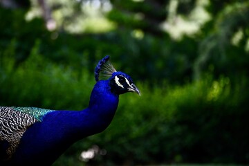 Fototapeta premium hand with peacock