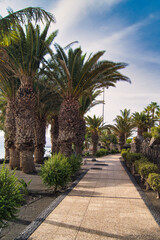 Tropical Palm Promenade Lanzarote © WildFrame