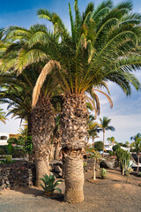 Lush Palm Duo Lanzarote © WildFrame