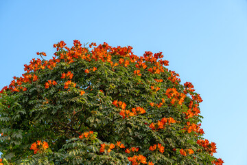 African tulip tree flower tree in full bloom with blue sky at background. This flower also known as...