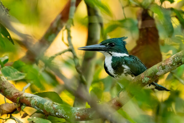 Amazon Kingfisher (Chloroceryle amazona) sitting on a branch in the Cuyabeno Wildlife Reserve, Amazon Basin, Ecuador
