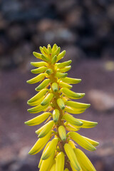 Close-Up of Aloe Vera Bloom on Lanzarote © WildFrame