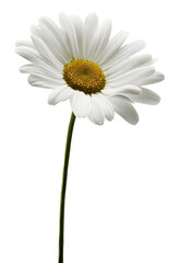 Naklejka premium PNG Full plant daisy background flower white.