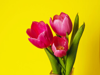 Red tulips simple bouquet on yellow bald background, copy space. Flower composition on rich saturated tone. Nature beauty and shape.