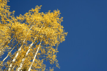 Towering Autumn Aspen Trees