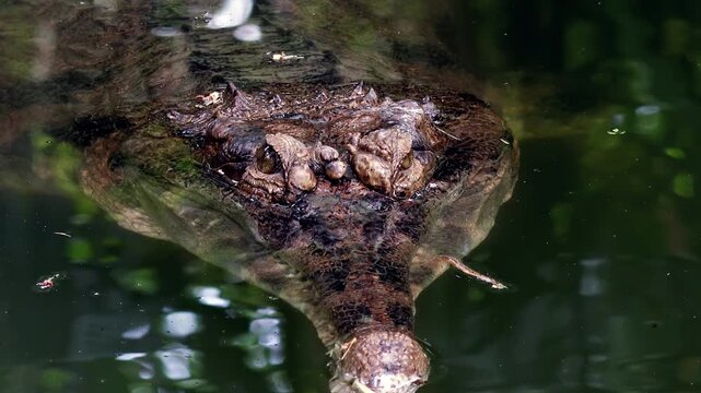Indian gavial protrudes from clear water and then plunges into it. Large fish eating crocodile lying in freshwater pond. Predatory reptile in its natural habitat. Front view. Camera stays still