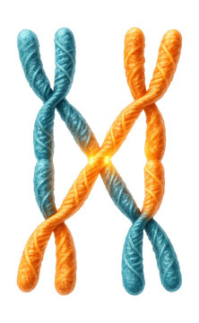 Illustration of tetrad formation highlighting crossover sites.