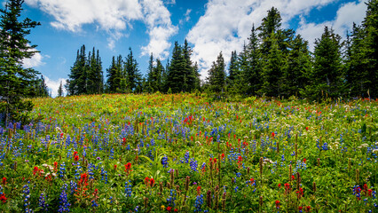 Wildflowers on Tod Mountain British Columbia - 1