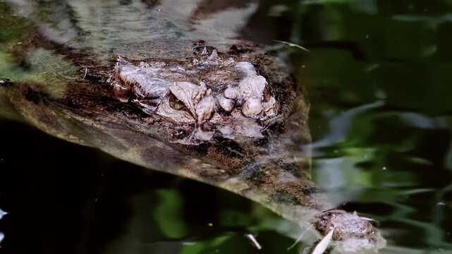 Indian gavial protrudes from clear water and then plunges into it. Large fish eating crocodile lying in freshwater pond. Predatory reptile in its natural habitat. Front view. Camera stays still