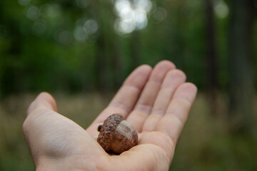 Hand holding an acorn in a forest setting, showcasing the beauty of nature and the intricate details of the acorn, symbolizing growth and potential in the environment