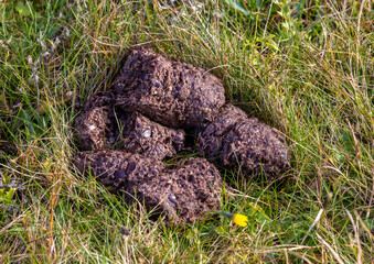 Bear droppings on the grass