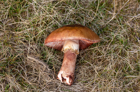 Close-up of a Cortinarius multiformis mushroom